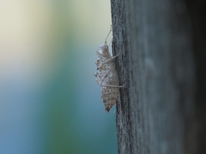 Image from Leucorrhinia caudalis album
