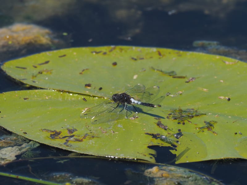 Image from Leucorrhinia caudalis album