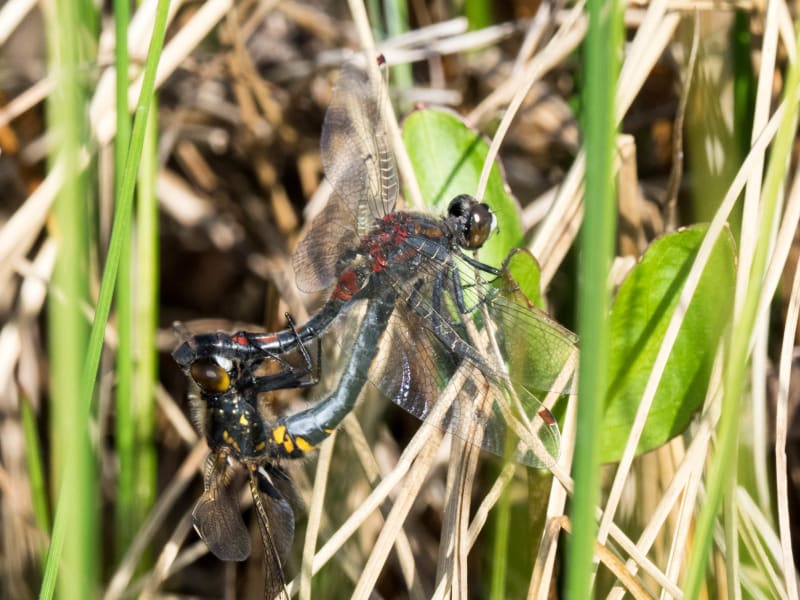 Image from Leucorrhinia dubia album