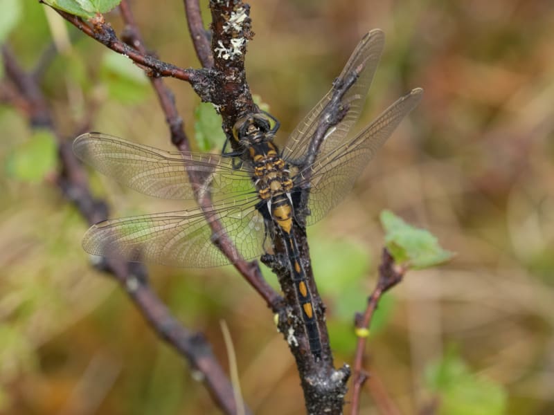 Image from Leucorrhinia dubia album