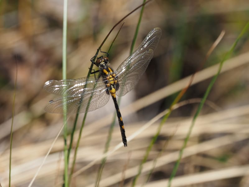 Image from Leucorrhinia dubia album