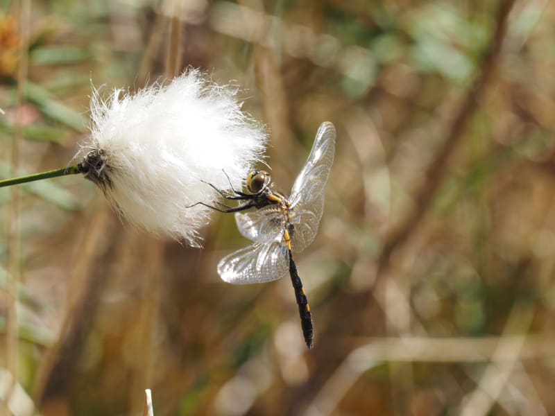 Image from Leucorrhinia dubia album