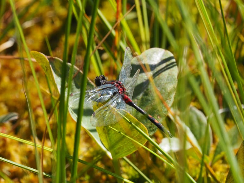 Image from Leucorrhinia dubia album