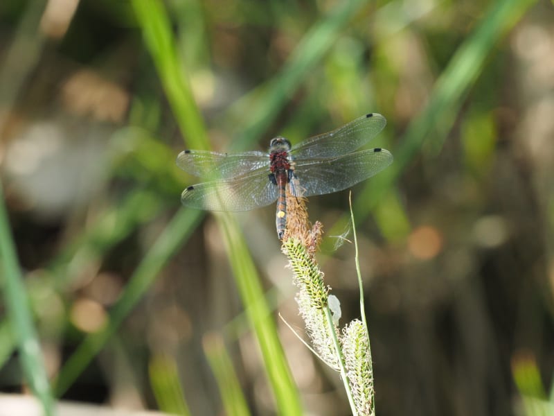 Image from Leucorrhinia pectoralis album