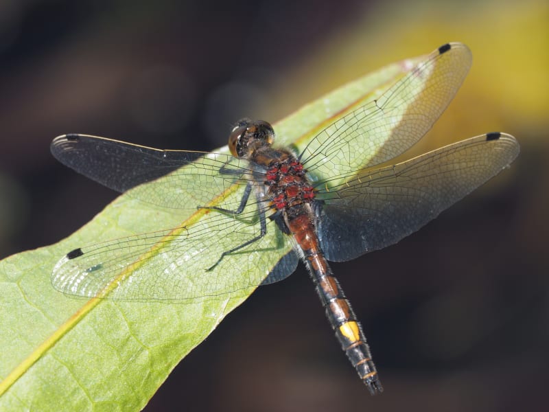 Image from Leucorrhinia pectoralis album