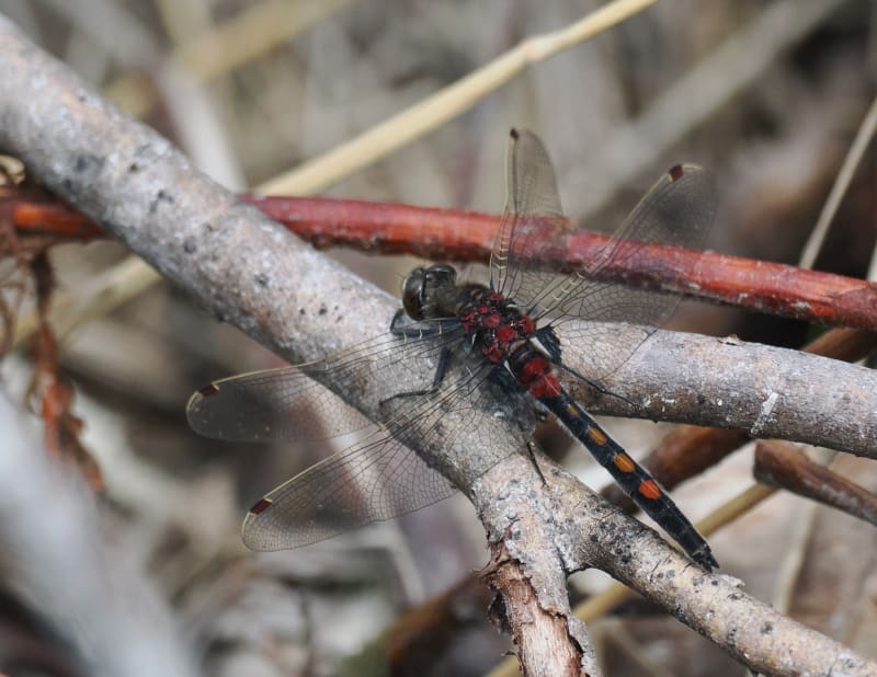Image from Leucorrhinia rubicunda album