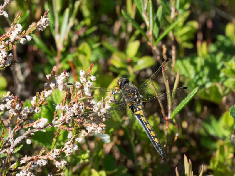 Image from Leucorrhinia rubicunda album