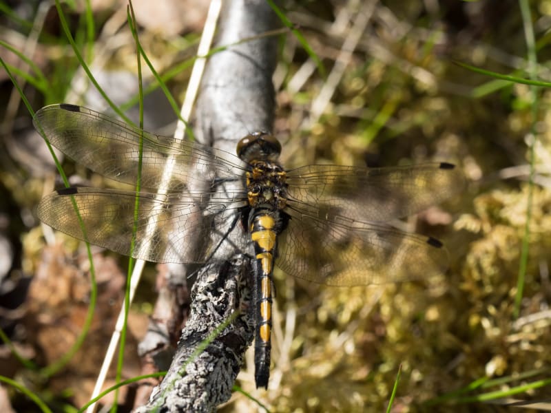 Image from Leucorrhinia rubicunda album