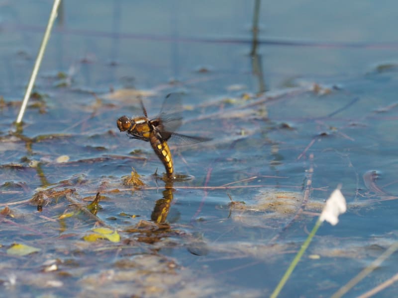 Image from Libellula depressa album