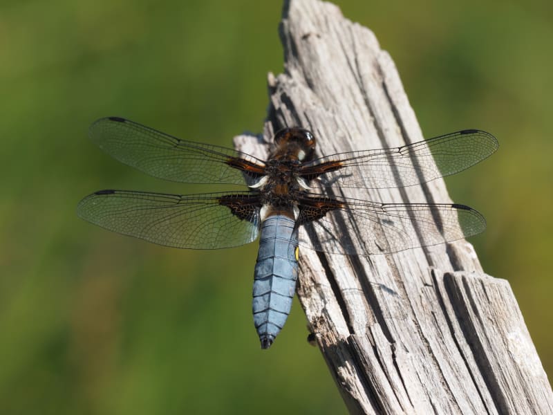 Image from Libellula depressa album