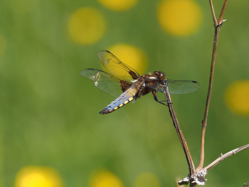 Image from Libellula depressa album