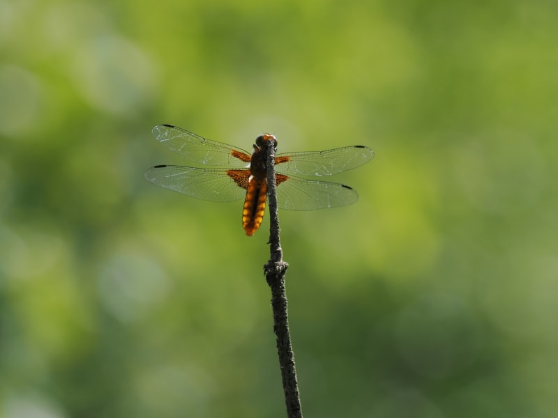 Image from Libellula depressa album
