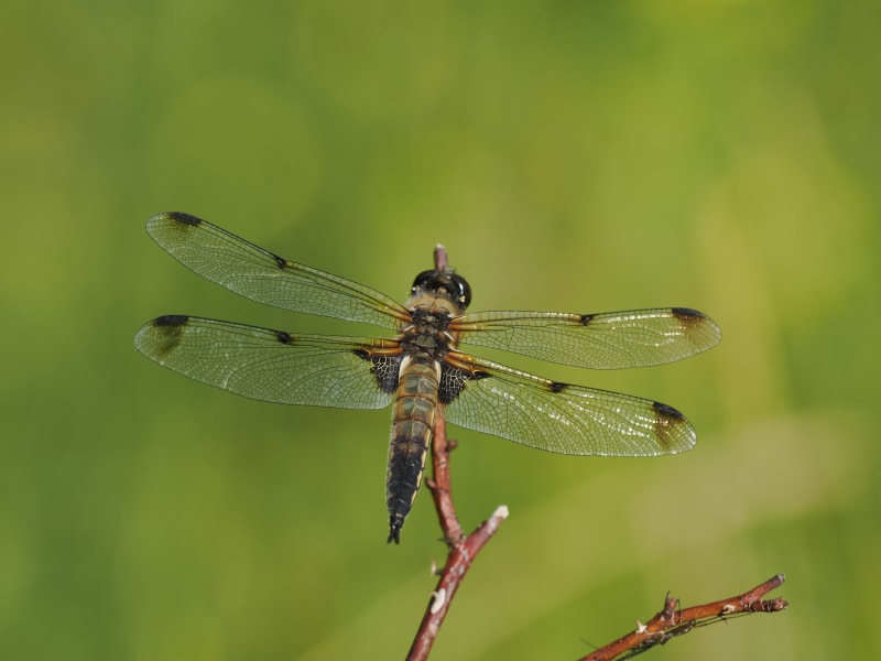 Libellula quadrimaculata