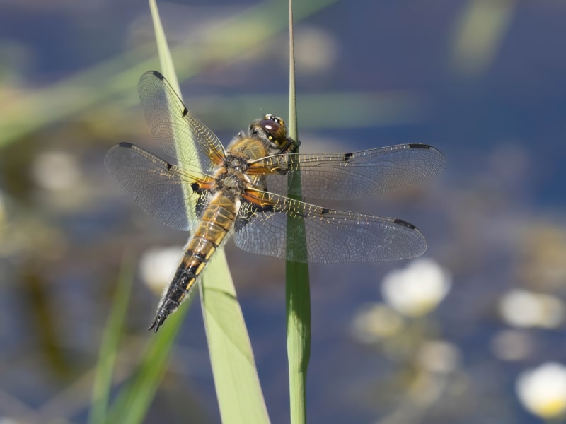Image from Libellula quadrimaculata album