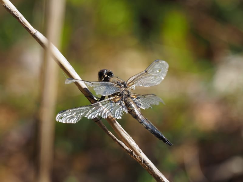 Image from Libellula quadrimaculata album