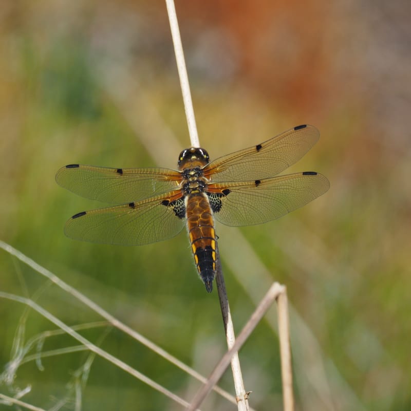 Image from Libellula quadrimaculata album