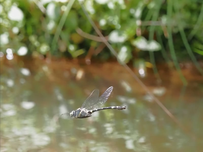 Image from Macromia splendens album