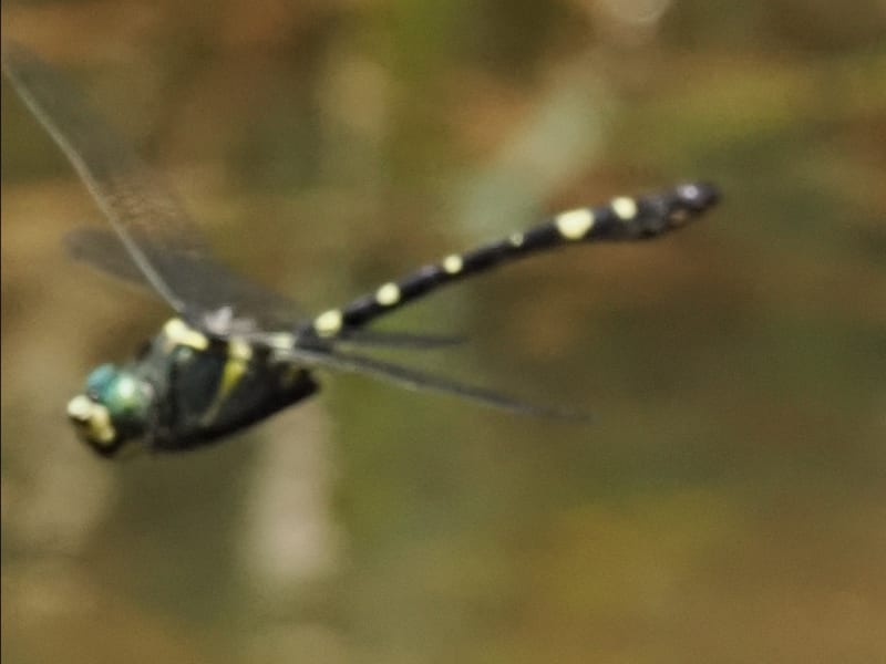 Image from Macromia splendens album