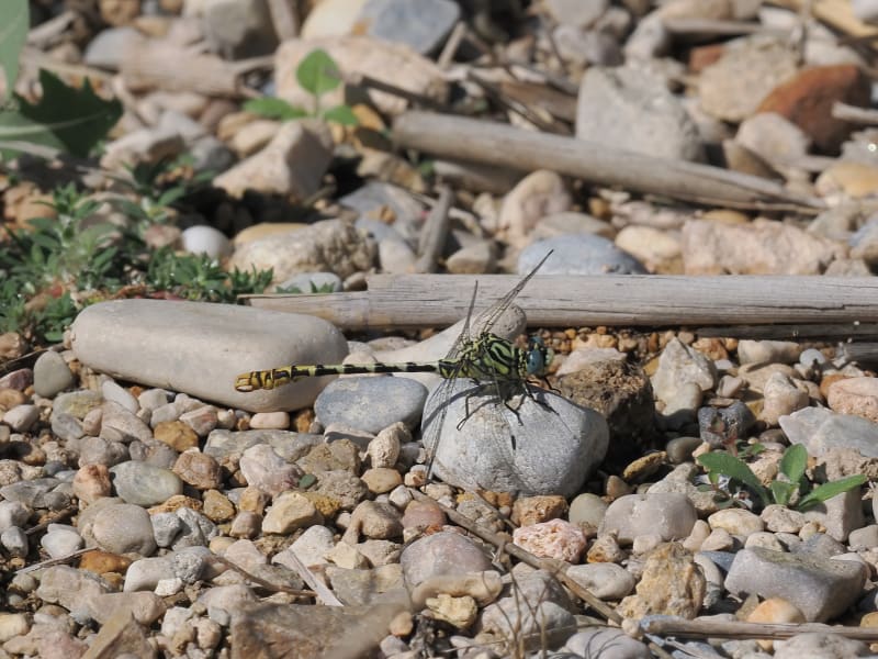 Image from Onychogomphus cazuma album