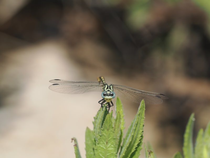Image from Onychogomphus cazuma album