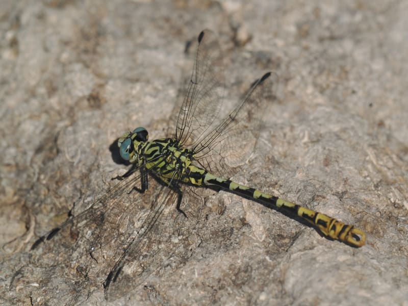 Image from Onychogomphus cazuma album