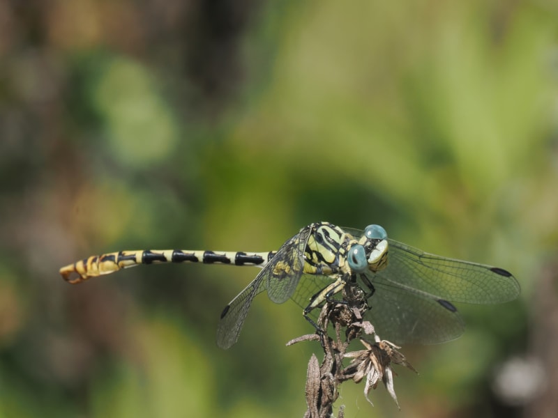Image from Onychogomphus cazuma album