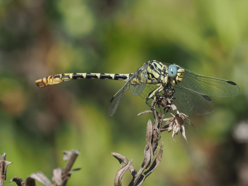 Image from Onychogomphus cazuma album