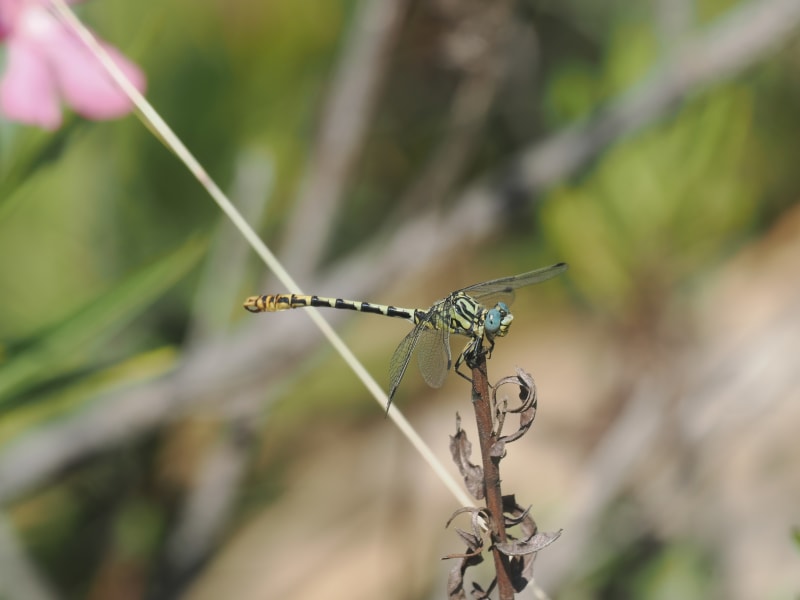 Image from Onychogomphus cazuma album