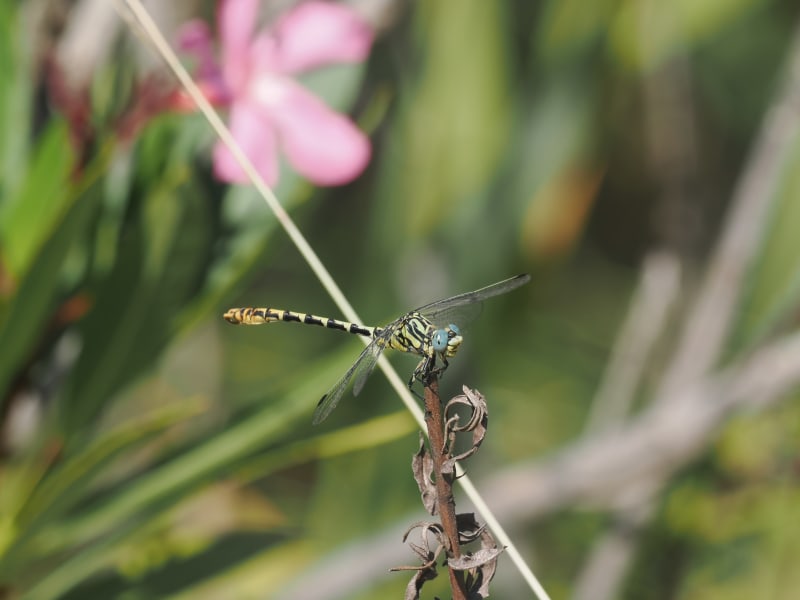 Image from Onychogomphus cazuma album