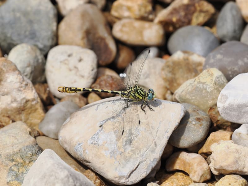 Image from Onychogomphus cazuma album