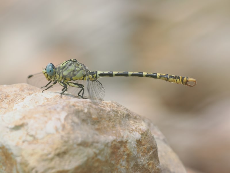 Image from Onychogomphus cazuma album