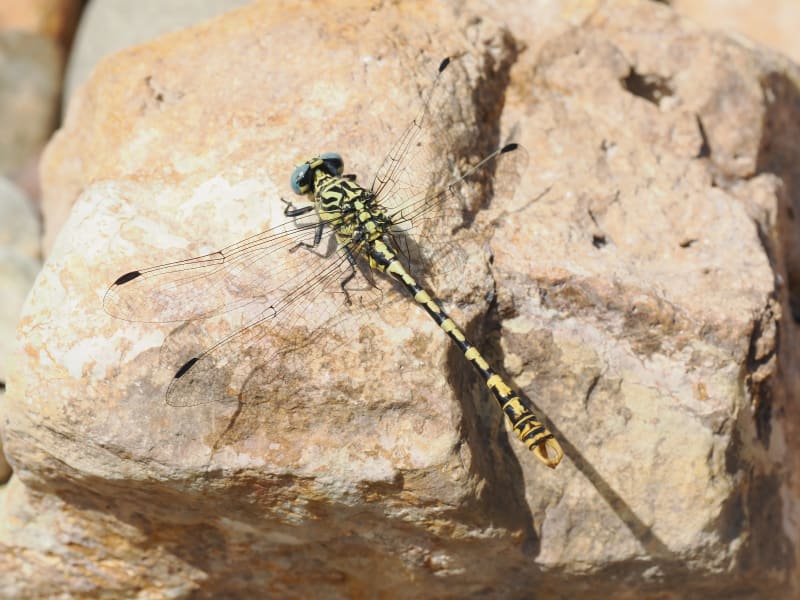 Image from Onychogomphus cazuma album