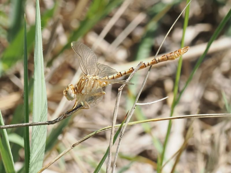 Image from Onychogomphus costae album