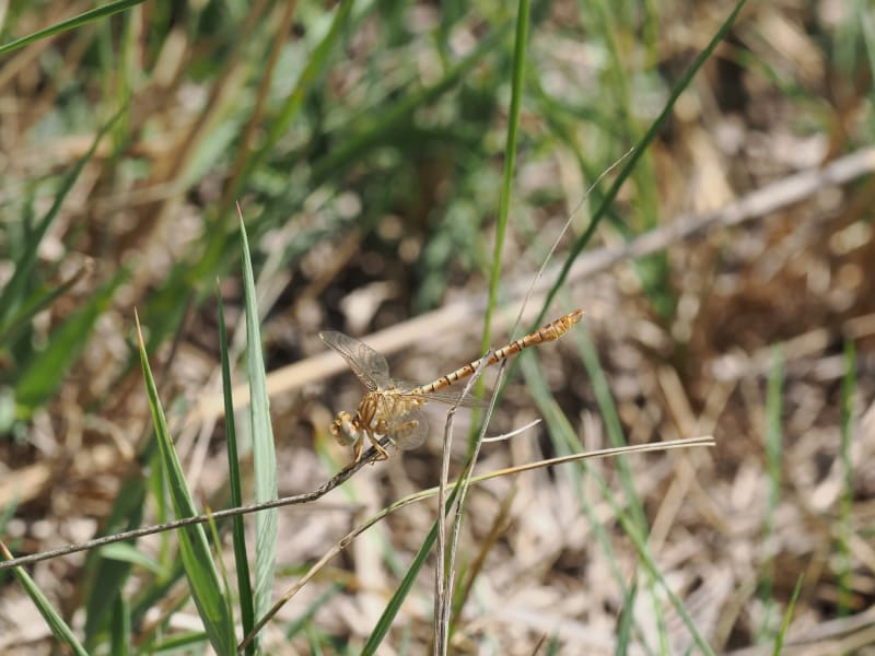 Image from Onychogomphus costae album