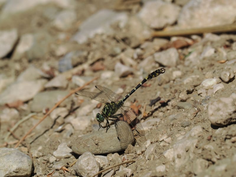 Image from Onychogomphus forcipatus album