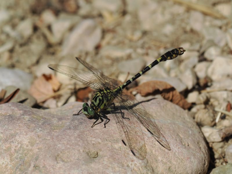 Image from Onychogomphus forcipatus album