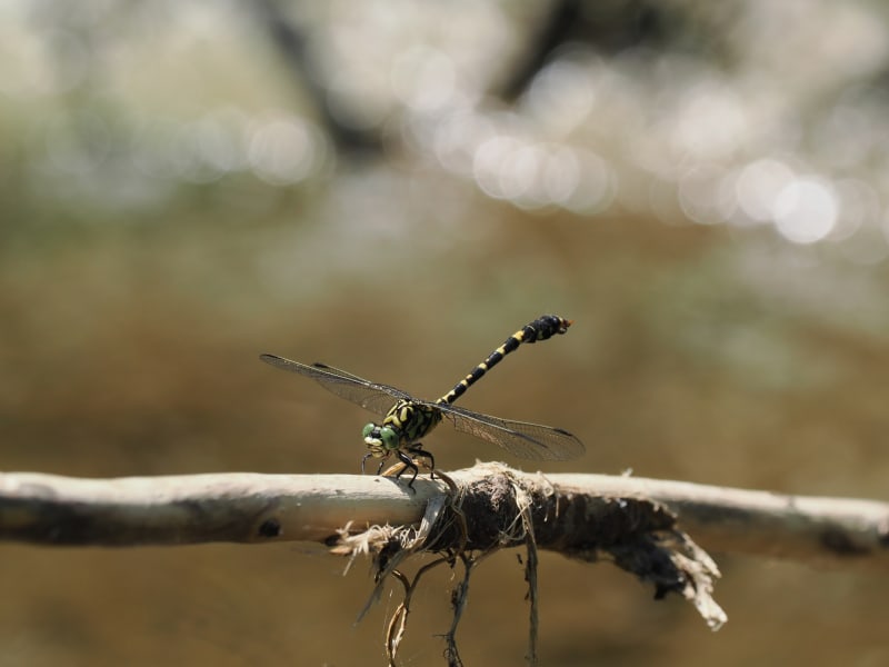 Image from Onychogomphus forcipatus album