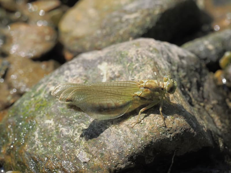 Image from Onychogomphus forcipatus album