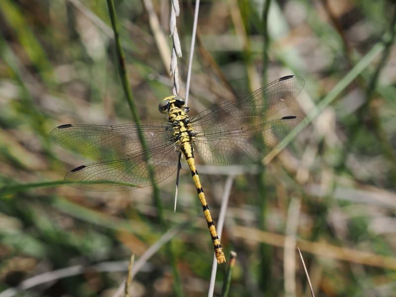 Image from Onychogomphus forcipatus album