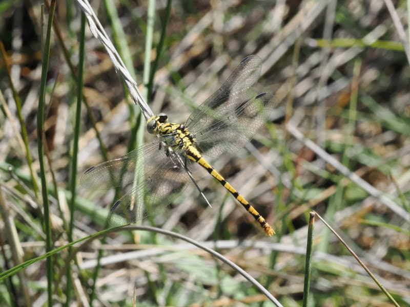 Image from Onychogomphus forcipatus album