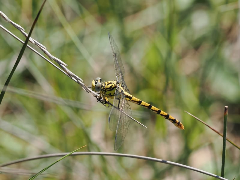 Image from Onychogomphus forcipatus album