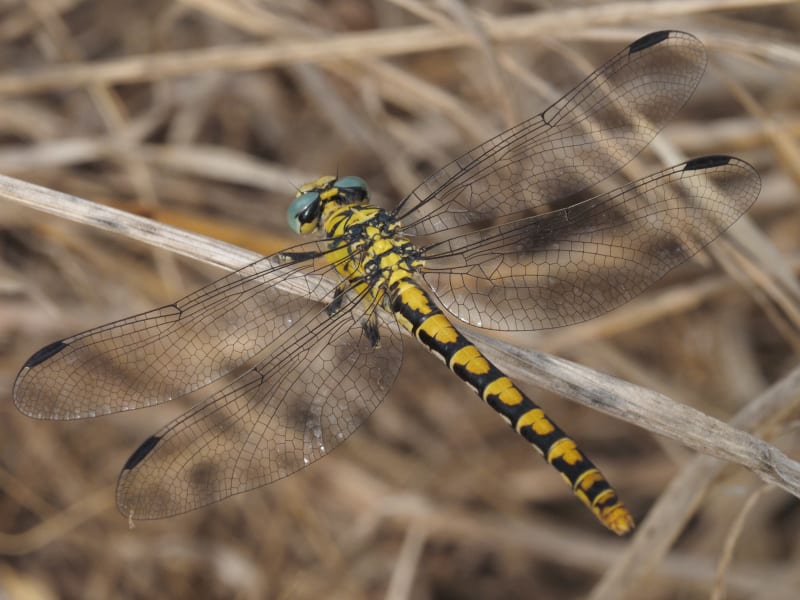 Image from Onychogomphus forcipatus album