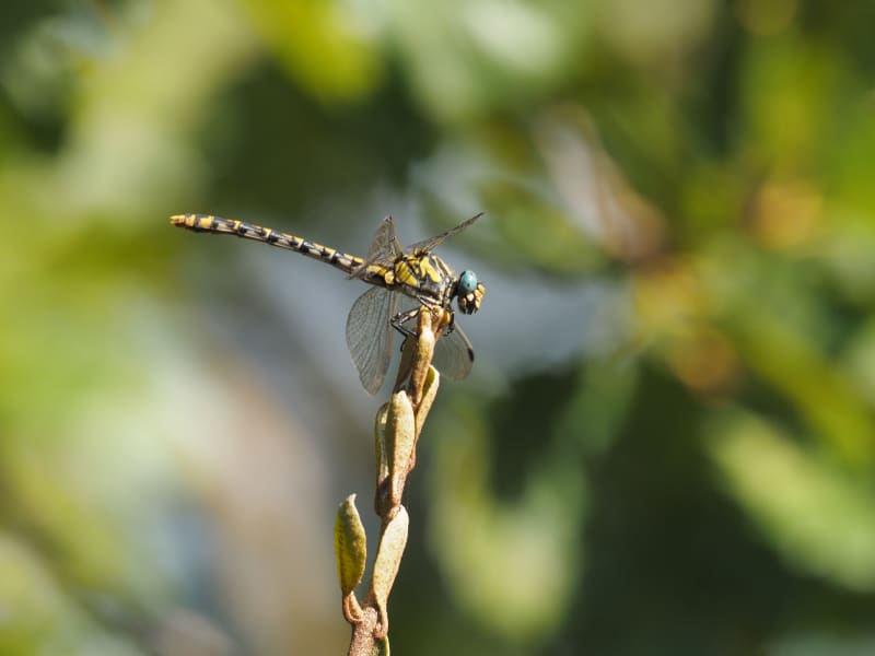 Image from Onychogomphus forcipatus album