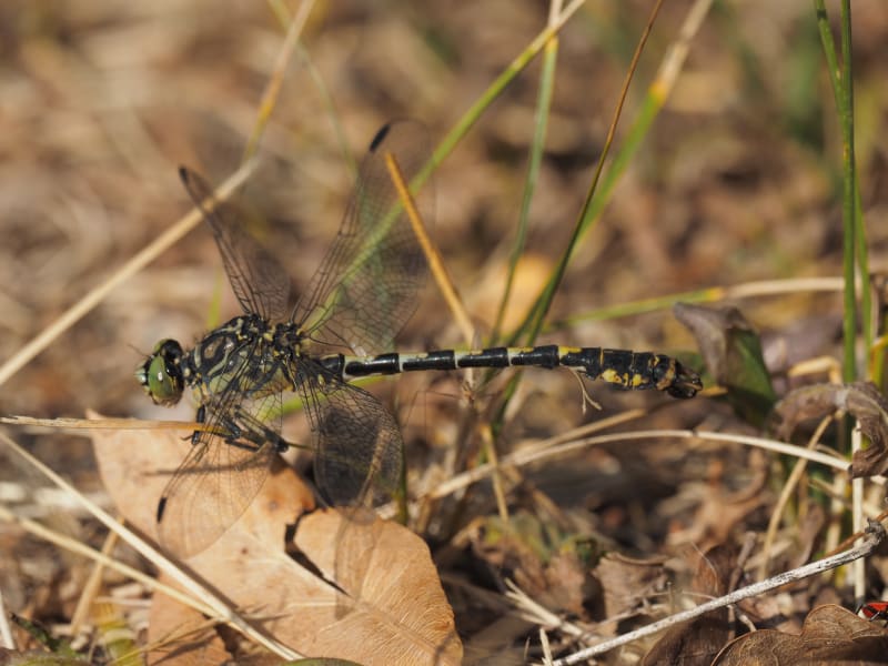 Image from Onychogomphus forcipatus album