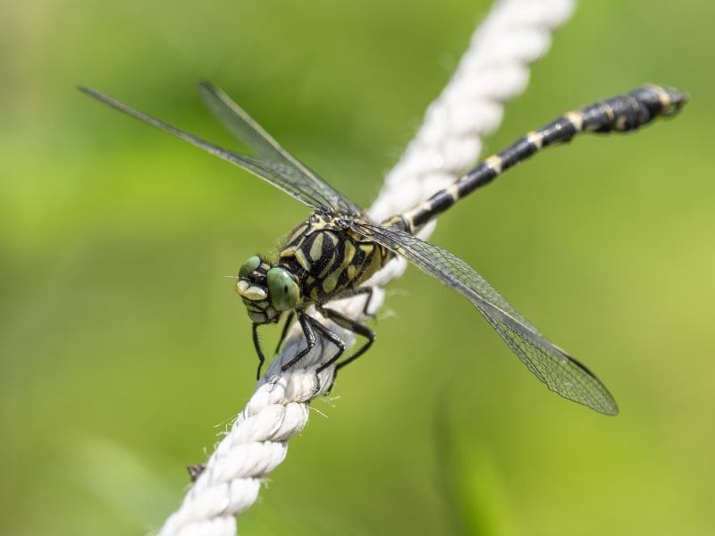 Image from Onychogomphus forcipatus album