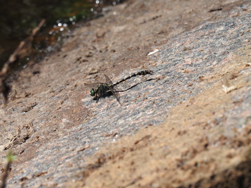 Image from Onychogomphus forcipatus album
