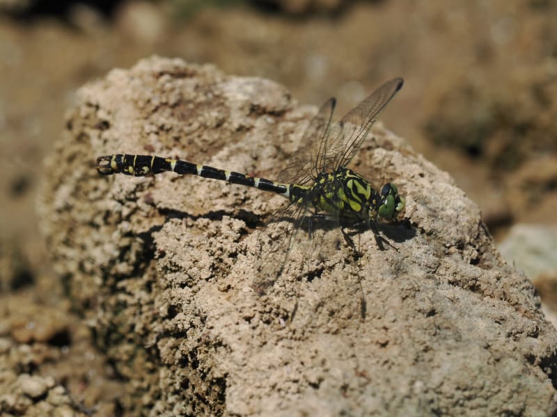 Image from Onychogomphus forcipatus album