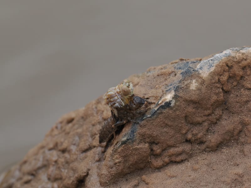 Image from Onychogomphus forcipatus album