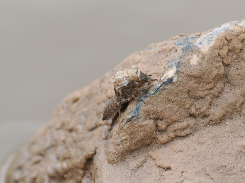 Image from Onychogomphus forcipatus album