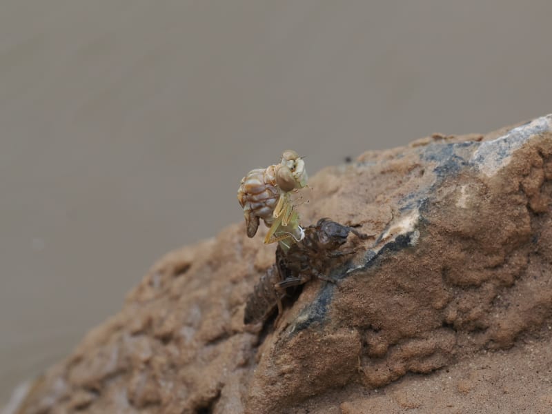 Image from Onychogomphus forcipatus album